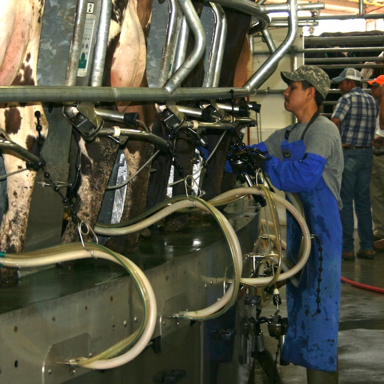 Worker tends to cows in dairy.